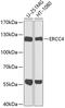 ERCC Excision Repair 4, Endonuclease Catalytic Subunit antibody, GTX33587, GeneTex, Western Blot image 