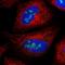 UTP3 Small Subunit Processome Component antibody, HPA035655, Atlas Antibodies, Immunofluorescence image 