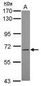 Leukocyte Immunoglobulin Like Receptor B3 antibody, PA5-31436, Invitrogen Antibodies, Western Blot image 