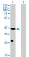 PROP Paired-Like Homeobox 1 antibody, H00005626-B01P, Novus Biologicals, Western Blot image 