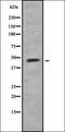Potassium Voltage-Gated Channel Subfamily J Member 5 antibody, orb378319, Biorbyt, Western Blot image 