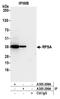 Ribosomal Protein SA antibody, A305-299A, Bethyl Labs, Immunoprecipitation image 