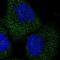 ETV7 antibody, NBP1-81762, Novus Biologicals, Immunocytochemistry image 