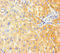 G6Pase antibody, A62622-100, Epigentek, Immunohistochemistry paraffin image 