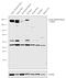 Myosin Heavy Chain 1 antibody, PA1-28037, Invitrogen Antibodies, Western Blot image 