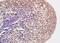 Histone H3 antibody, orb6160, Biorbyt, Immunohistochemistry paraffin image 