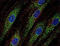 CD63 Molecule antibody, SM3035PP, Origene, Immunofluorescence image 