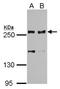 hScrib antibody, NBP2-15110, Novus Biologicals, Western Blot image 