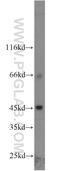 Solute Carrier Family 36 Member 4 antibody, 24066-1-AP, Proteintech Group, Western Blot image 