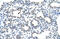 Zinc Finger RANBP2-Type Containing 2 antibody, 28-351, ProSci, Immunohistochemistry paraffin image 