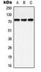 Protein Tyrosine Phosphatase Non-Receptor Type 11 antibody, orb223992, Biorbyt, Western Blot image 