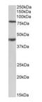 Dishevelled Segment Polarity Protein 1 antibody, orb99056, Biorbyt, Western Blot image 