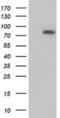 Myotubularin-related protein 2 antibody, MA5-25364, Invitrogen Antibodies, Western Blot image 