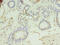 Lysophospholipase Like 1 antibody, A59706-100, Epigentek, Immunohistochemistry paraffin image 