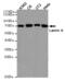 lamin A antibody, MBS475244, MyBioSource, Western Blot image 