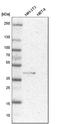 BUB3 Mitotic Checkpoint Protein antibody, HPA003601, Atlas Antibodies, Western Blot image 
