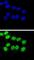BCL2 Associated Athanogene 1 antibody, abx031785, Abbexa, Western Blot image 