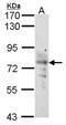 Solute Carrier Family 5 Member 1 antibody, NBP2-20338, Novus Biologicals, Western Blot image 