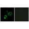 Solute Carrier Family 27 Member 4 antibody, A05299, Boster Biological Technology, Immunofluorescence image 