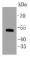 Estrogen Related Receptor Alpha antibody, NBP2-67556, Novus Biologicals, Western Blot image 