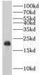 Ribosomal L24 Domain Containing 1 antibody, FNab07508, FineTest, Western Blot image 