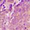 Vasodilator Stimulated Phosphoprotein antibody, orb393186, Biorbyt, Immunohistochemistry paraffin image 