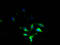 FXYD Domain Containing Ion Transport Regulator 7 antibody, A59170-100, Epigentek, Immunofluorescence image 