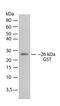 Glutathione-S-Transferase Tag antibody, 710011, Invitrogen Antibodies, Western Blot image 