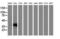 V-Set And Immunoglobulin Domain Containing 2 antibody, LS-C172366, Lifespan Biosciences, Western Blot image 