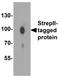 Strep Tag II antibody, NBP2-41073, Novus Biologicals, Western Blot image 
