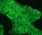 Keratin 1 antibody, NB120-6401, Novus Biologicals, Immunofluorescence image 