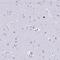 Sialophorin antibody, NBP2-33746, Novus Biologicals, Immunohistochemistry frozen image 