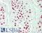 PELP1 antibody, LS-B14214, Lifespan Biosciences, Immunohistochemistry paraffin image 