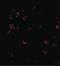 DISC1 Scaffold Protein antibody, LS-C34730, Lifespan Biosciences, Immunofluorescence image 