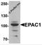Rap Guanine Nucleotide Exchange Factor 3 antibody, 6631, ProSci, Western Blot image 