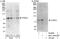 CREB Regulated Transcription Coactivator 3 antibody, NBP1-46832, Novus Biologicals, Immunoprecipitation image 