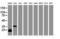 Jun Proto-Oncogene, AP-1 Transcription Factor Subunit antibody, LS-C175403, Lifespan Biosciences, Western Blot image 