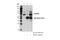 Ran-binding protein 3 antibody, 93706S, Cell Signaling Technology, Immunoprecipitation image 