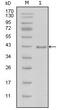 Laminin subunit beta-1 antibody, MA5-15467, Invitrogen Antibodies, Western Blot image 