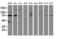 Sentrin-specific protease 2 antibody, LS-C797825, Lifespan Biosciences, Western Blot image 