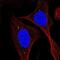 KIAA0895 Like antibody, NBP2-38082, Novus Biologicals, Immunofluorescence image 