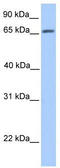 Autophagy Related 16 Like 1 antibody, TA335528, Origene, Western Blot image 