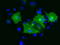 Protogenin antibody, TA501394, Origene, Immunofluorescence image 