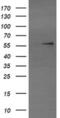 E3 ubiquitin-protein ligase TRIM22 antibody, MA5-26093, Invitrogen Antibodies, Western Blot image 