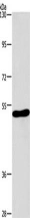 Acetylcholine Receptor antibody, TA349277, Origene, Western Blot image 