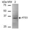 Ubiquitin-like-conjugating enzyme ATG3 antibody, SPC-671D, StressMarq, Western Blot image 