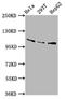 Aminoadipate-Semialdehyde Synthase antibody, LS-C680108, Lifespan Biosciences, Western Blot image 