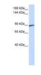 Spermatogenesis-associated protein 5 antibody, NBP1-54785, Novus Biologicals, Western Blot image 