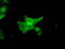 Guanylate Binding Protein 2 antibody, TA500657, Origene, Immunofluorescence image 