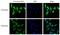Calnexin antibody, GTX00742, GeneTex, Immunofluorescence image 